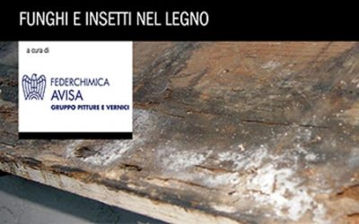 Funghi e insetti nel legno