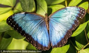 blu farfalla 1
