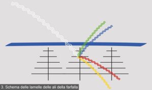 blu farfalla