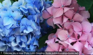 blu fiori