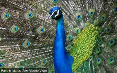 BLU: l’identità di un colore inesistente